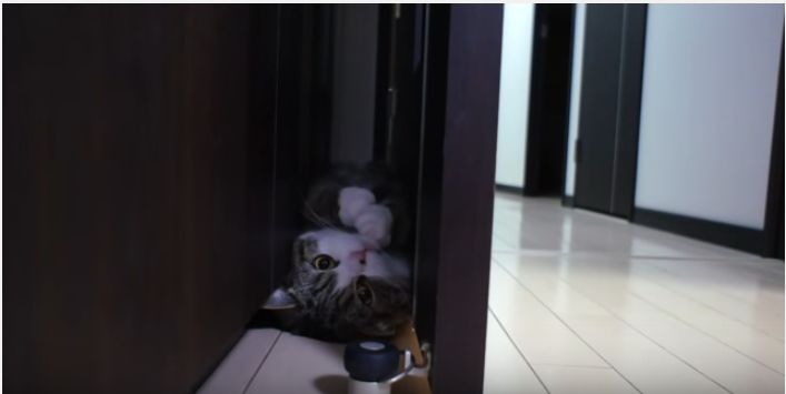 人気スコ猫まるくん、ドアの隙間ででんぐり返し