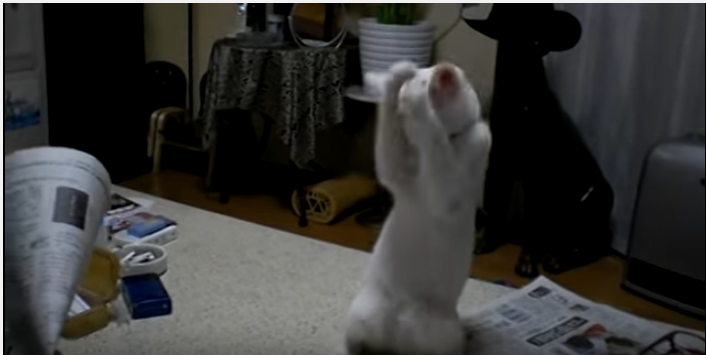 新聞紙で姿勢良く踊る、ハの字模様の猫