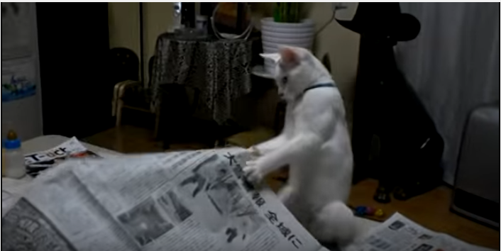 新聞紙で姿勢良く踊る、ハの字模様の猫