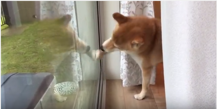 まるで窓ふき?自分と闘う柴犬