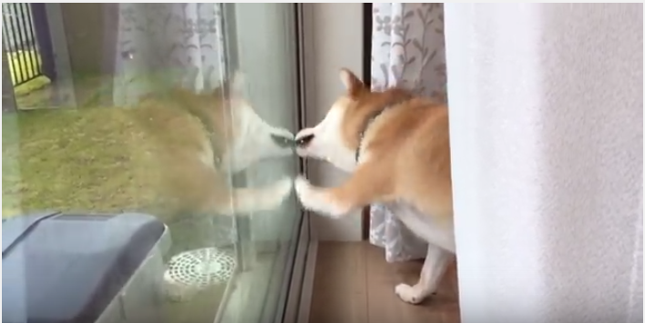 まるで窓ふき?自分と闘う柴犬