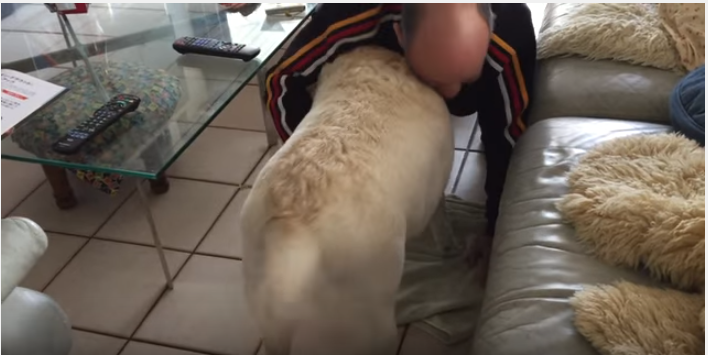トレーニングはもう止めて!と懇願する犬