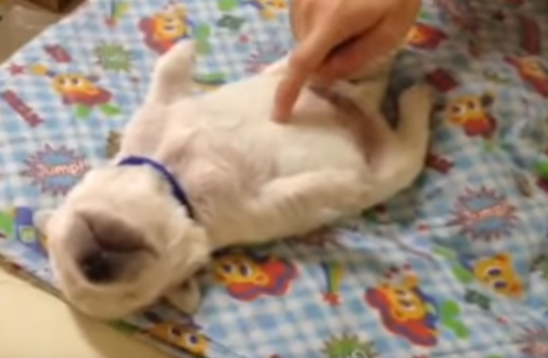 熟睡中・・・何をされても起きない子犬