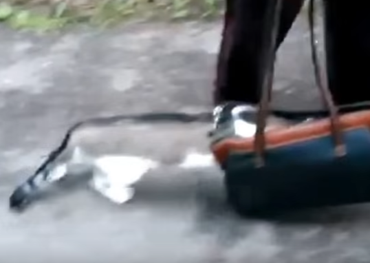 何でそんなことに!?臆病な猫のすごい散歩姿