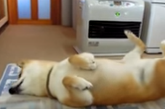 気持ちいい~!ストーブの前でくつろぐ柴犬