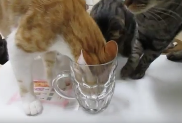 食べたい、けどどうやって?おやつに群がる猫達
