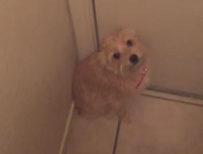 行ったら嫌だ!ドアの前で阻止する犬