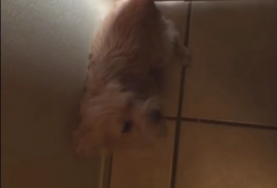 行ったら嫌だ!ドアの前で阻止する犬
