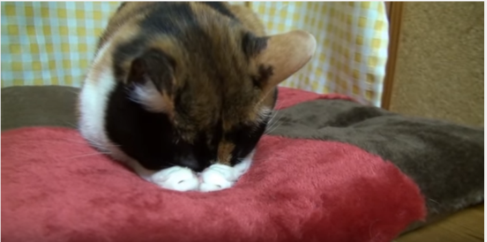 三毛猫の可愛い、ごめん寝