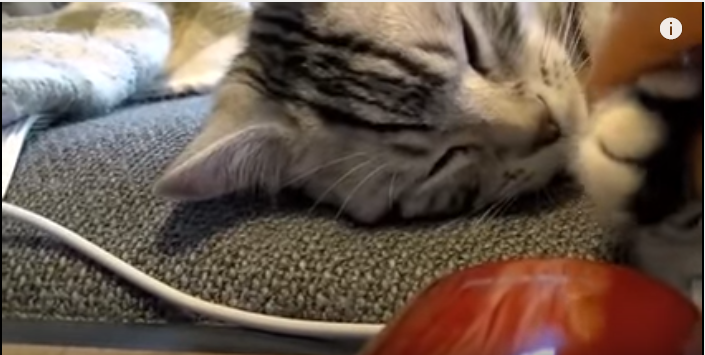 癒やされる、肉球マッサージで眠る子猫