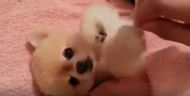 お腹をなでて欲しいポメ