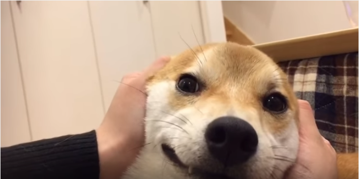 柴犬の伸びるほっぺ、変顔が可愛すぎる