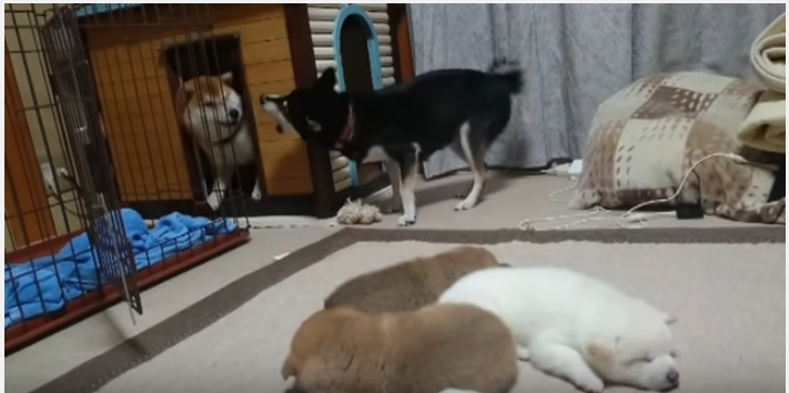 柴犬の夫婦喧嘩、度を過ぎた夫犬にぶち切れ
