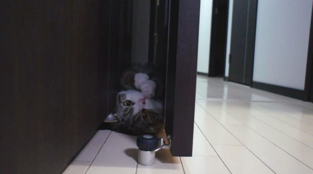 人気スコ猫まるくん、ドアの隙間ででんぐり返し
