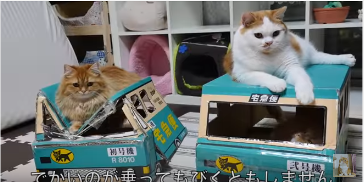 人気の猫ハウスに集まるマンチカンたちと犬
