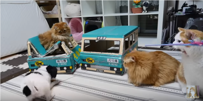 人気の猫ハウスに集まるマンチカンたちと犬