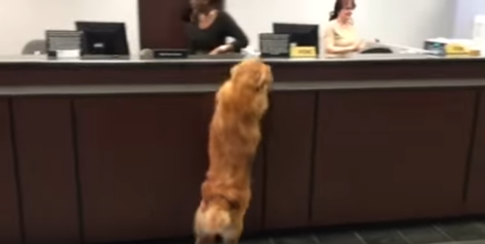 犬がカウンターに立つ、その場所とは一体!?