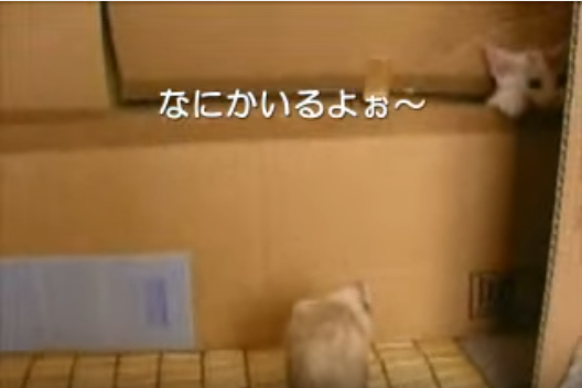 子猫vs2匹のフェレット