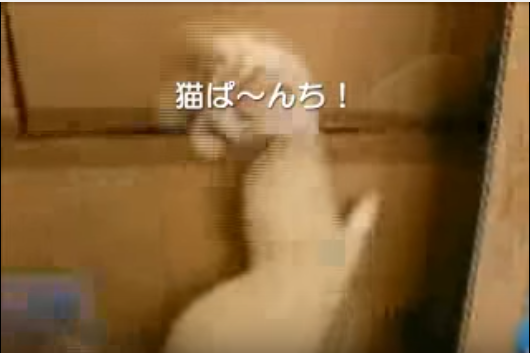 子猫vs2匹のフェレット
