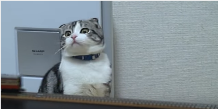 ニャンだこれ!?鉄道模型に奇妙な動きをする猫