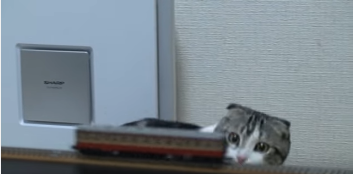 ニャンだこれ!?鉄道模型に奇妙な動きをする猫