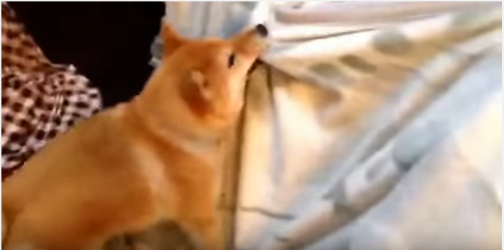 布団の片付けをとことん邪魔する柴犬vs飼い主