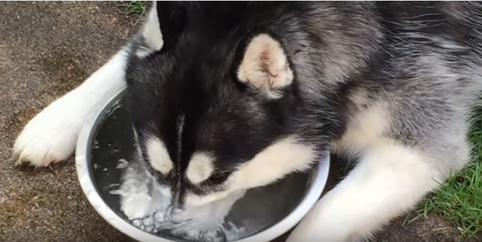 ハスキー犬、水でまさかのブクブク