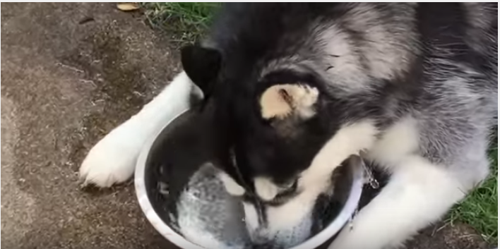 ハスキー犬、水でまさかのブクブク