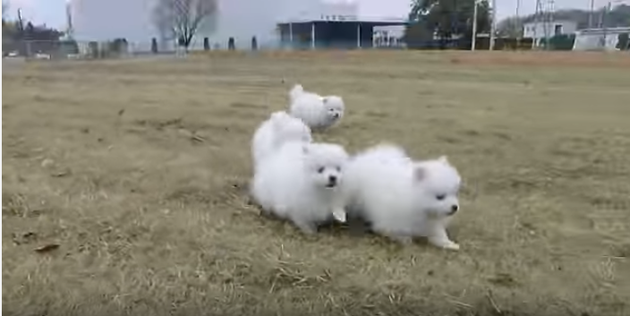 モフモフ可愛いスピッツの子犬、全力疾走!