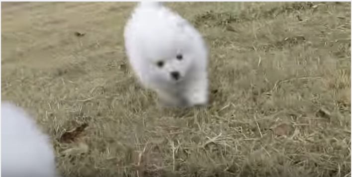 モフモフ可愛いスピッツの子犬、全力疾走!