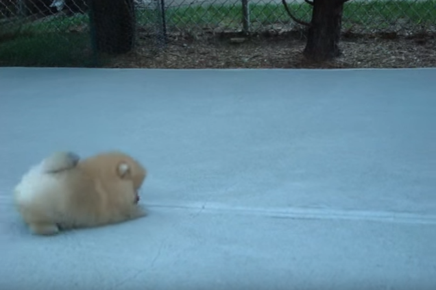 トコトコ歩いてるだけなのに劇カワ!ポメラニアン子犬