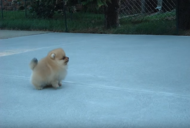 トコトコ歩いてるだけなのに劇カワ!ポメラニアン子犬