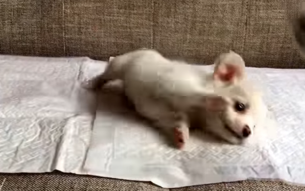 子猫みたい!?猫じゃらしで真剣に遊ぶ子犬