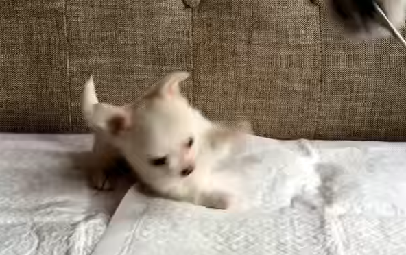 子猫みたい!?猫じゃらしで真剣に遊ぶ子犬