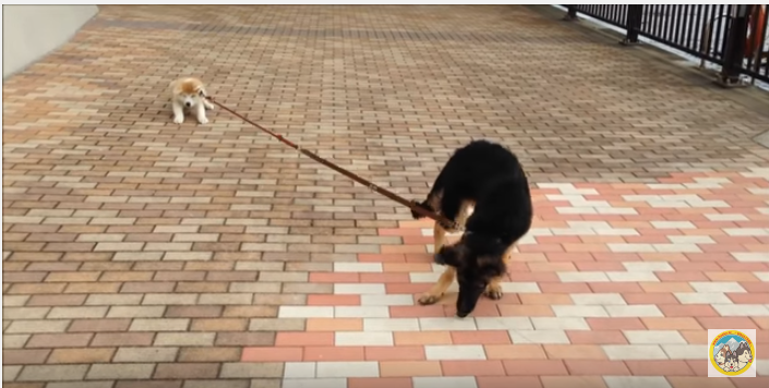 散歩で秋田犬子犬の踏ん張りに、シェパード困惑