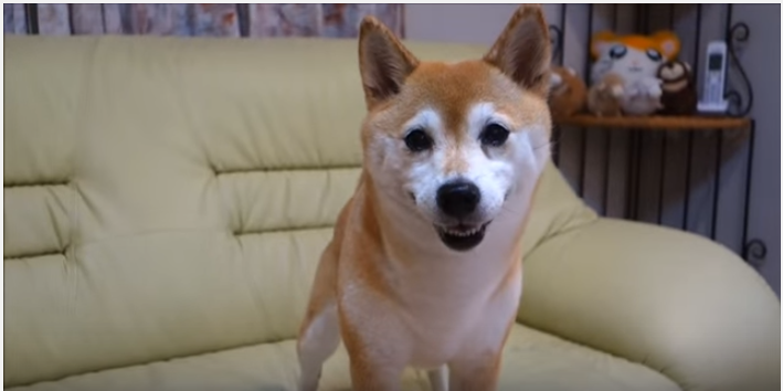 新春・犬猫漫才?!柴犬初の「なんでやねん」に挑戦!