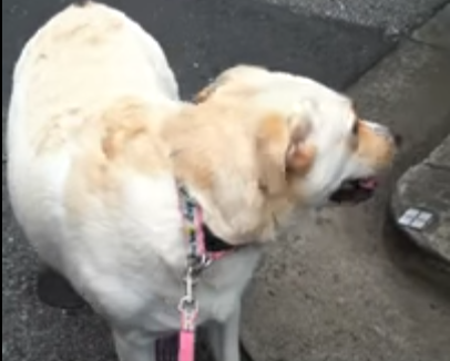 何かいる!怯える犬の視線の先には・・・