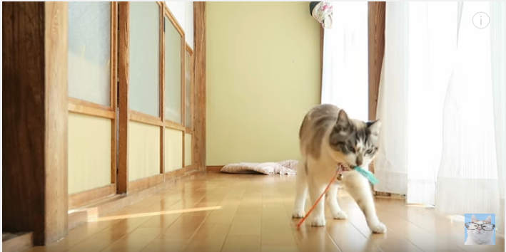 おもちゃを届ける猫、飼い主さんに投げての催促
