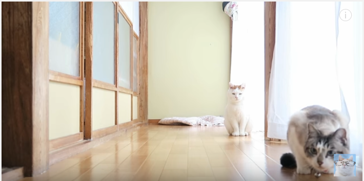 おもちゃを届ける猫、飼い主さんに投げての催促