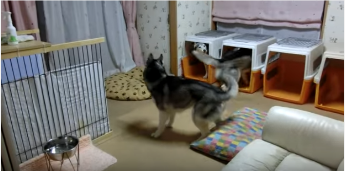 もうすぐご飯!嬉しくて走り回るハスキー犬たち