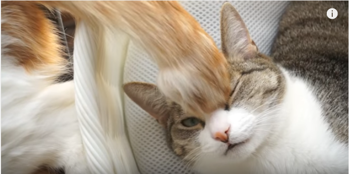 あなたはだんだん眠くなる・・・しっぽの催眠術