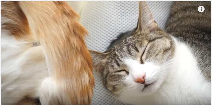 あなたはだんだん眠くなる・・・しっぽの催眠術