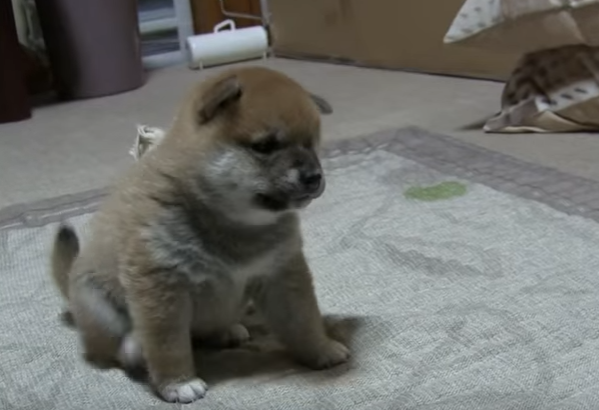 あれ、何か変!?柴犬の赤ちゃんの不思議な動き