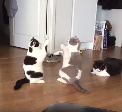 キャットファイト??はつかれるニャ~ン