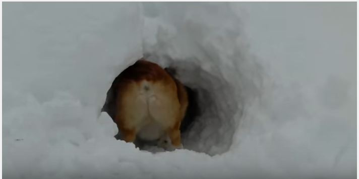 コーギー、雪の穴掘りが凄い結果に!