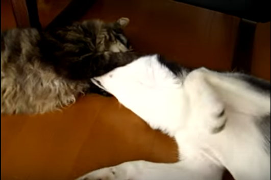 遊びたいハスキー犬とその気にならない猫