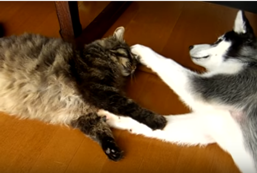 遊びたいハスキー犬とその気にならない猫
