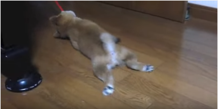散歩は嫌だ!リードも嫌だ!モップと化した柴犬