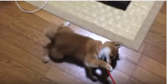 散歩は嫌だ!リードも嫌だ!モップと化した柴犬