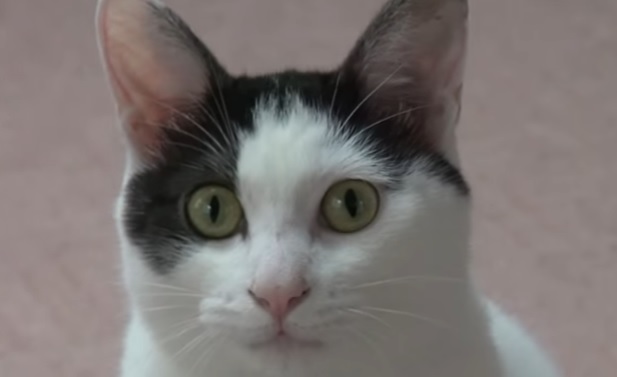 doorcat